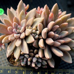 PRESALE Echeveria Sugar Jelly, (Random)