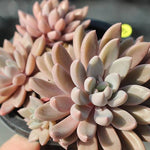 PRESALE Echeveria Sugar Jelly, (Random)