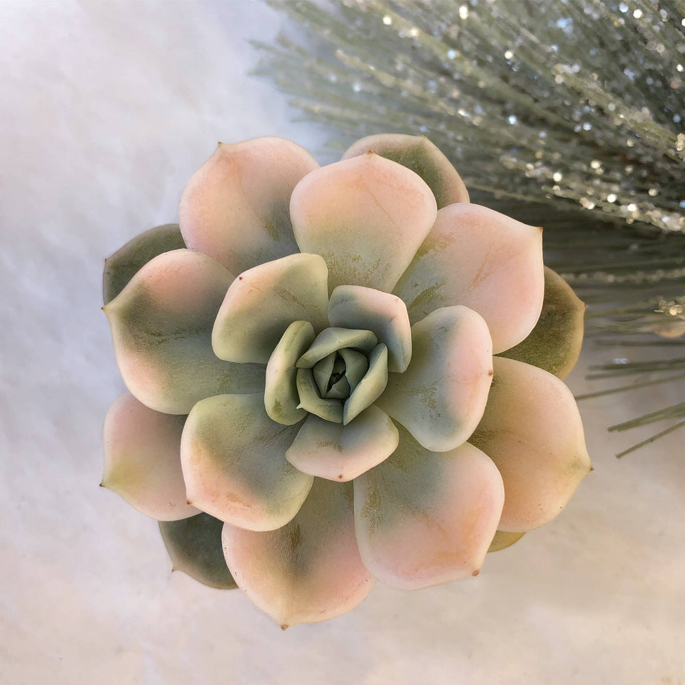 SALE! Echeveria Blue Surprise, Variegata (Form not Perfect)