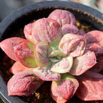 PRESALE Echeveria Baron Bold, (Not so Random)