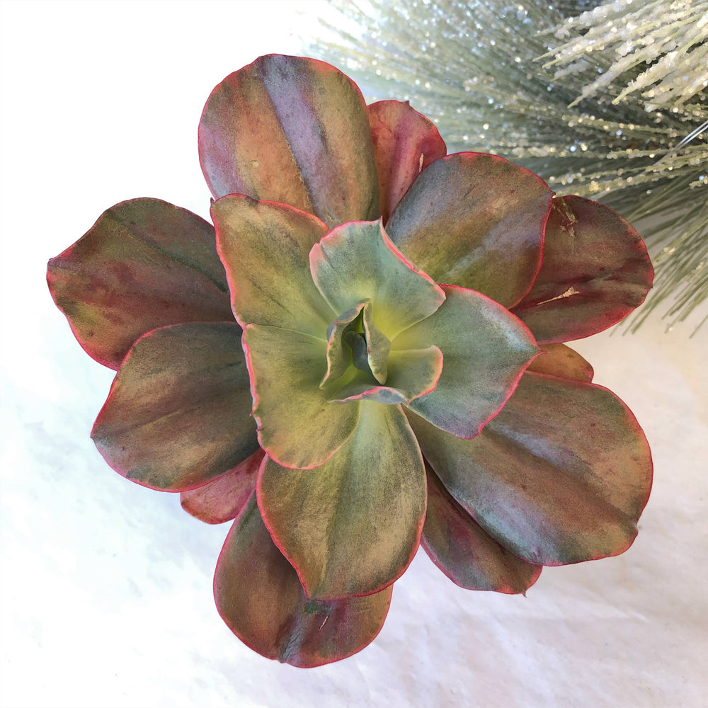 SALE! Echeveria Mini Gossaon, Variegata (Small Blemishes, Form not Perfect)