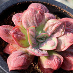 PRESALE Echeveria Baron Bold, (Not so Random)