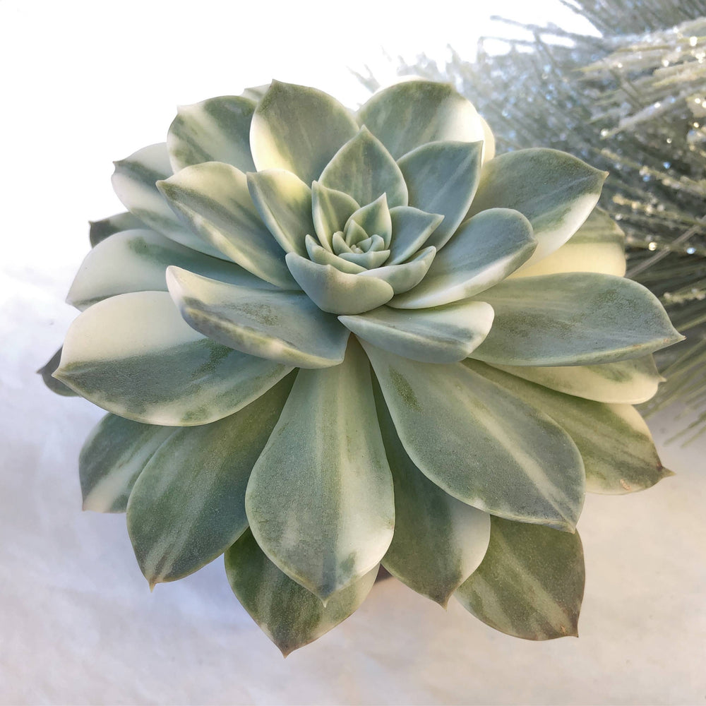 SALE! Echeveria Anna, Variegated (Form not Perfect)