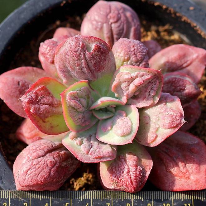 PRESALE Echeveria Baron Bold, (Not so Random)