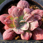 PRESALE Echeveria Baron Bold, (Not so Random)