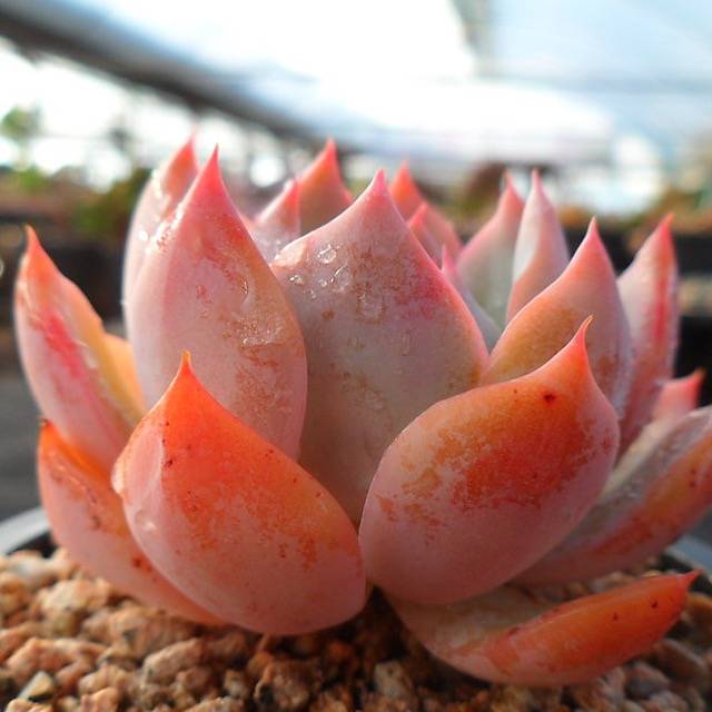 PRESALE Echeveria Prism, (Not so Random)
