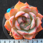 PRESALE Echeveria Prism, (Not so Random)