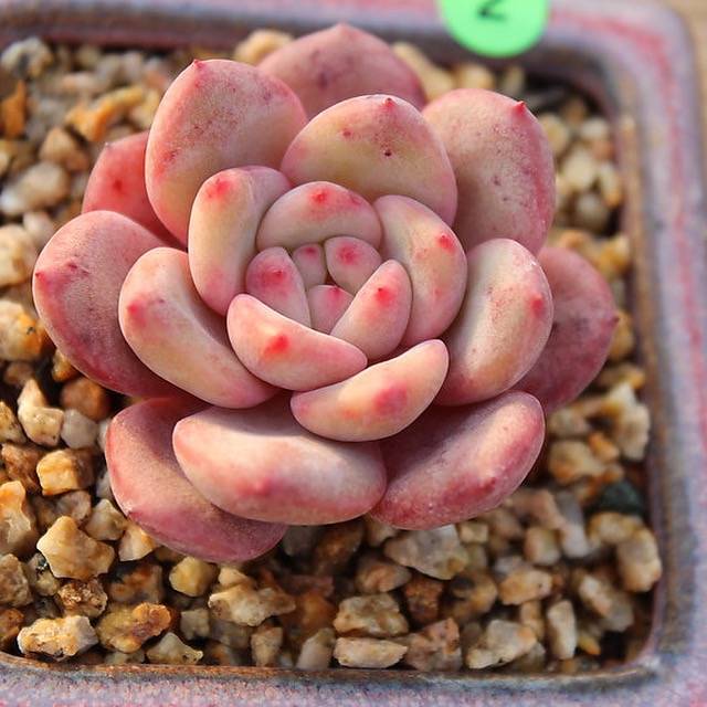 PRESALE Echeveria Ariel, (Not so Random)