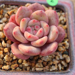 PRESALE Echeveria Ariel, (Not so Random)