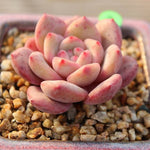 PRESALE Echeveria Ariel, (Not so Random)