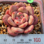 PRESALE Echeveria Ariel, (Not so Random)