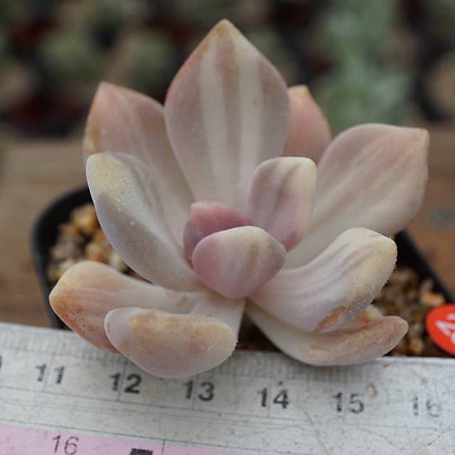 PRESALE Pachyveria Pachyphytoides, (Random)