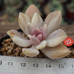 PRESALE Pachyveria Pachyphytoides, (Random)