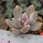 PRESALE Pachyveria Pachyphytoides, (Random)