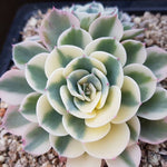 PRESALE Echeveria Lenore Dean, Double, (Not so Random)