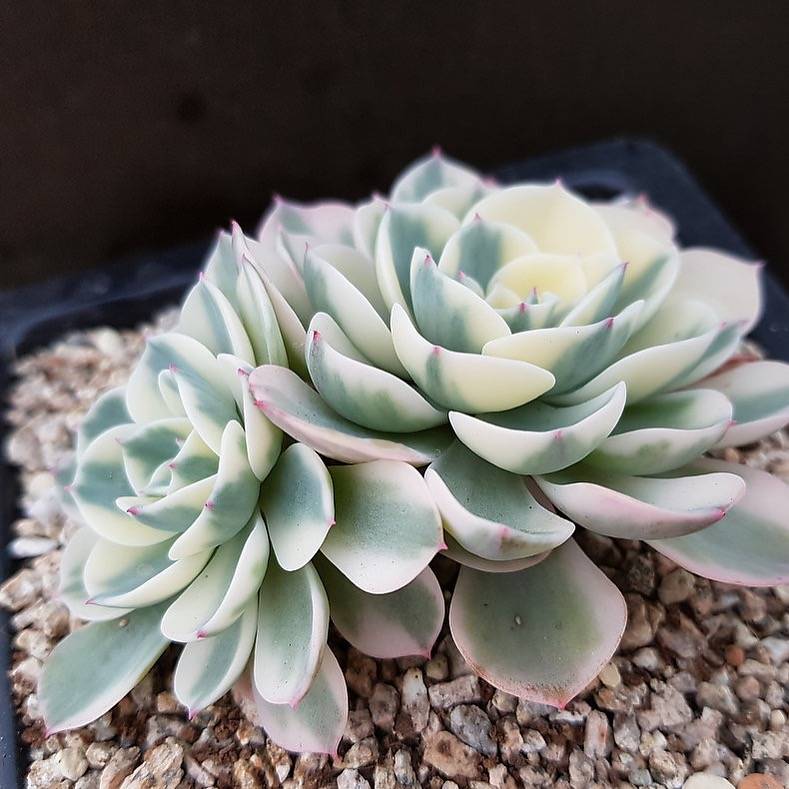 PRESALE Echeveria Lenore Dean, Double, (Not so Random)