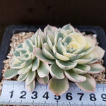 PRESALE Echeveria Lenore Dean, Double, (Not so Random)