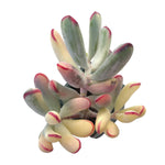 SPECIAL! JUST CART!! Cotyledon Orbiculata, Variegata (Long Narrow Leaf Form)