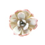 PRESALE Echeveria Silver Ring, (Random)