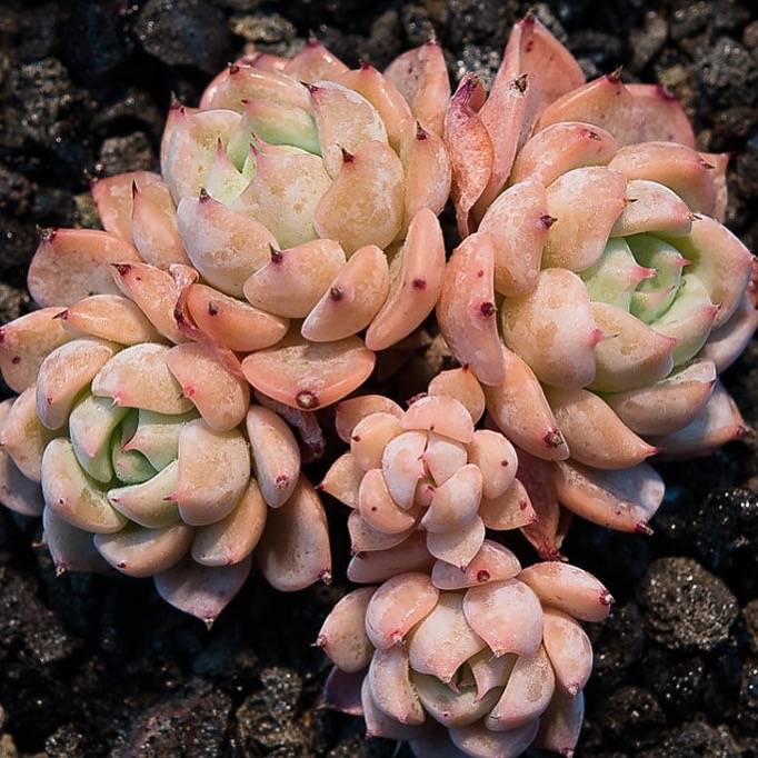 Hwaga Original Hybrid- PRESALE Echeveria Violeta