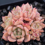 Hwaga Original Hybrid- PRESALE Echeveria Violeta