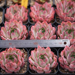 Hwaga Original Hybrid- PRESALE Echeveria Cortes