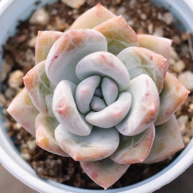 PRESALE Echeveria Trumso