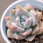 PRESALE Echeveria Trumso