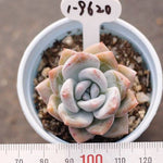 PRESALE Echeveria Trumso