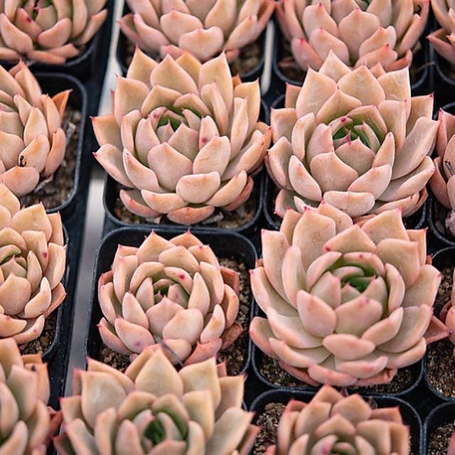 Hwaga Original Hybrid- PRESALE Echeveria Nocturne