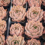 Hwaga Original Hybrid- PRESALE Echeveria Nocturne