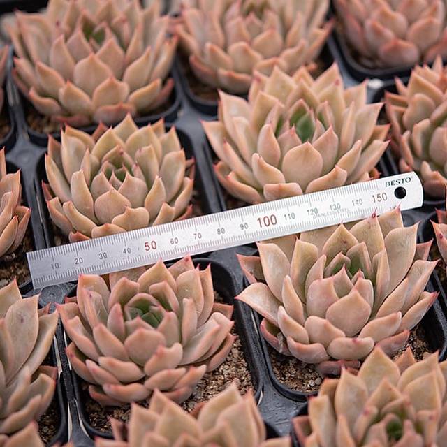 Hwaga Original Hybrid- PRESALE Echeveria Nocturne