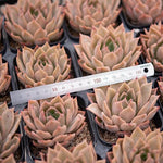 Hwaga Original Hybrid- PRESALE Echeveria Nocturne