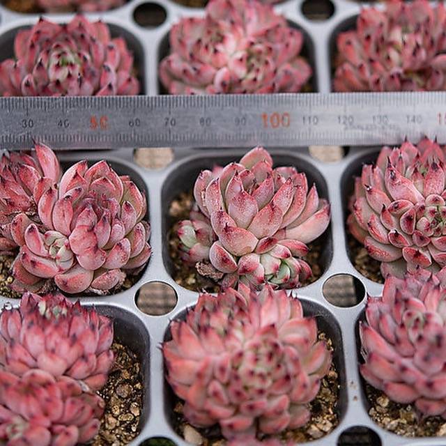 Hwaga Original Hybrid- PRESALE Echeveria Vivace Cluster