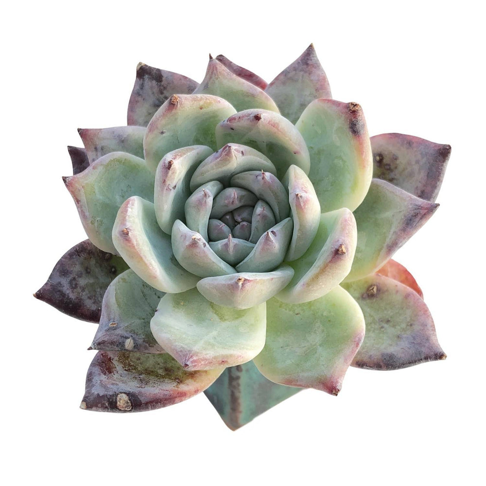 SALE! Echeveria Black Sabbath