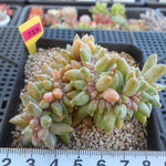 PRESALE Pachyphytum Compactum Sp. Cristata, (Not So Random)