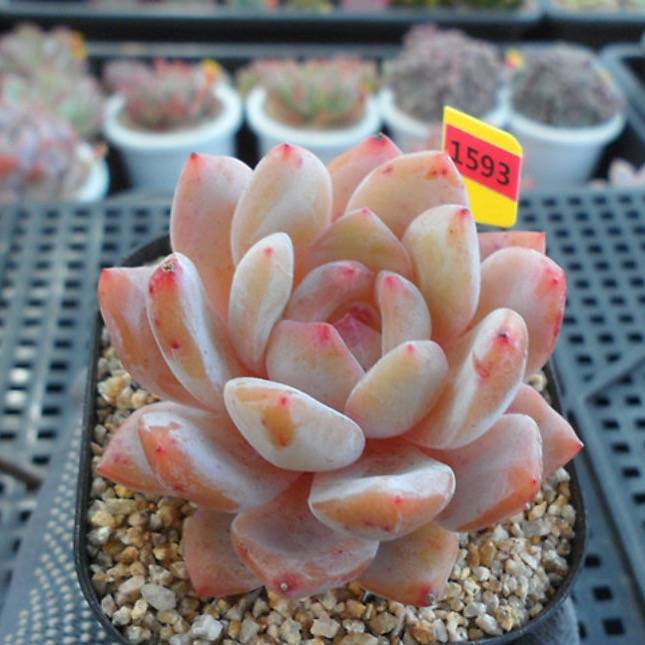 PRESALE Echeveria HOSIKAGE, (Not So Random)
