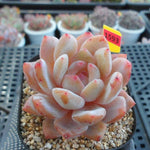 PRESALE Echeveria HOSIKAGE, (Not So Random)
