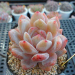 PRESALE Echeveria HOSIKAGE, (Not So Random)