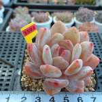 PRESALE Echeveria HOSIKAGE, (Not So Random)
