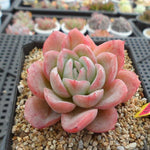 PRESALE Echeveria Raspberry Ice, (Random)