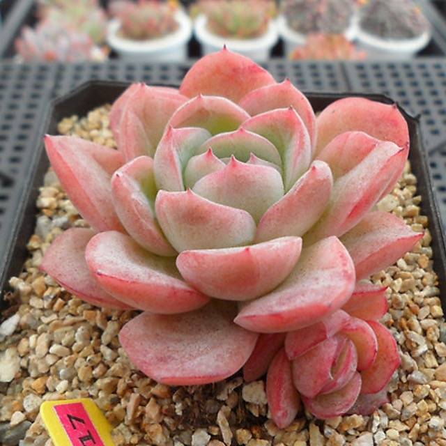 PRESALE Echeveria Raspberry Ice, (Random)