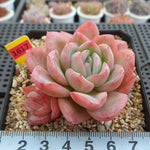 PRESALE Echeveria Raspberry Ice, (Random)