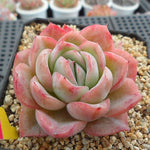 PRESALE Echeveria Raspberry Ice, (Random)