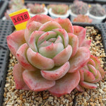 PRESALE Echeveria Raspberry Ice, (Random)