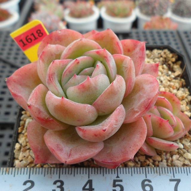 PRESALE Echeveria Raspberry Ice, (Random)