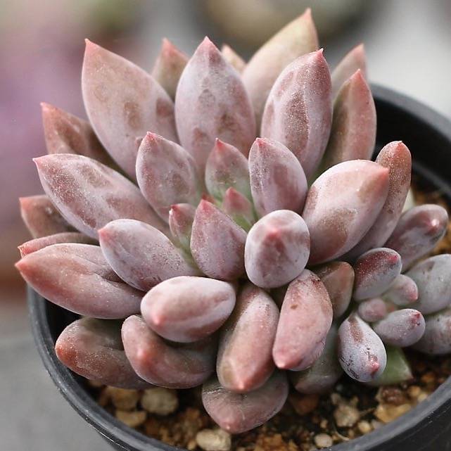 icy fingers succulent PRESALE Echeveria Angel Fingers (Red Form) – Cedar Creek Farmhouse