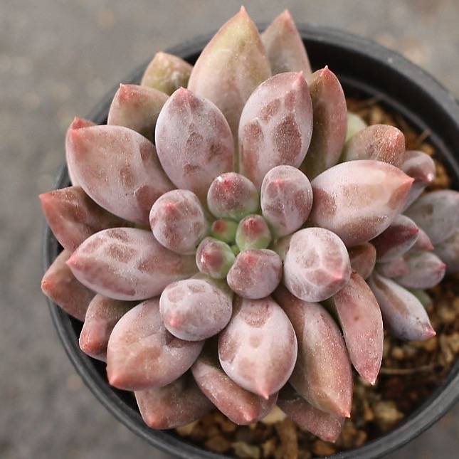 angel succulent PRESALE Echeveria Angel Fingers (Red Form) – Cedar Creek Farmhouse
