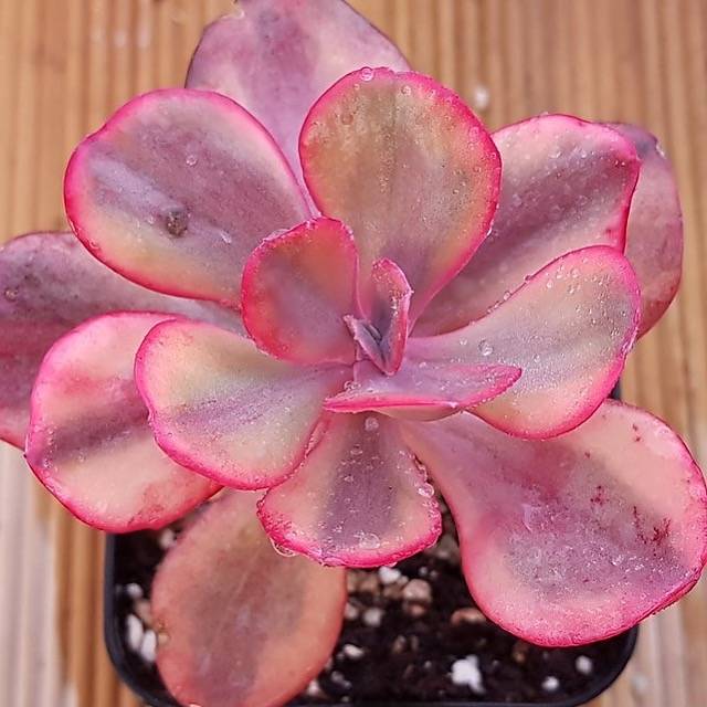 PRESALE Echeveria Angel Wings, Variegata, (Random)