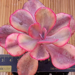 PRESALE Echeveria Angel Wings, Variegata, (Random)